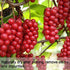 Wananfu Schisandra Berry Dried - 4oz, Schizandra Berries for Tea, Wuweizi (????)