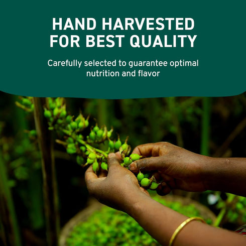 HANDPICK Green Cardamom Pods (57g / 2oz) | Large Size Green Elaichi, Pure Non-GMO Gluten Free from India