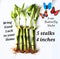 Generic 5 Lucky Bamboo Plants 4 inches with Butterfly Stake, Gift, Perennial Indoor,