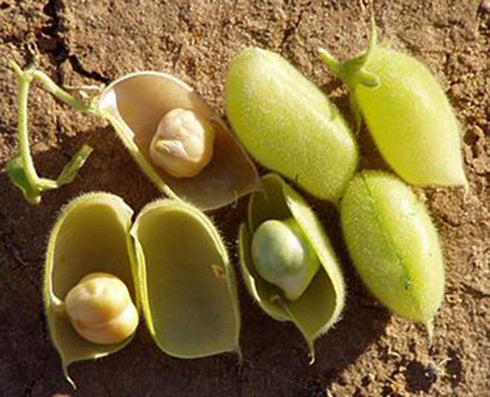(5 LB) Organic Garbanzo Beans (ChickPeas)-Raw/Non-GMO/Kosher Sproutable Low Sodium Bulk Vegan Dietary Fiber