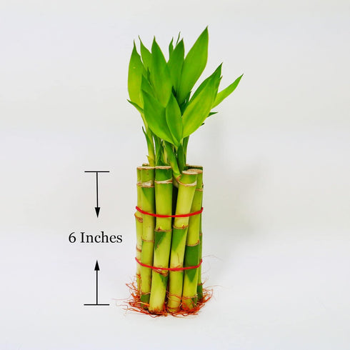 6" Lucky Bamboo Stalks with Shoots