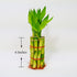 6" Lucky Bamboo Stalks with Shoots