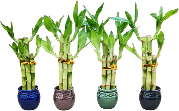 Generic Lucky Bamboo Plants in Decorative 2" Ceramic Pots, Assorted Colors, Set of