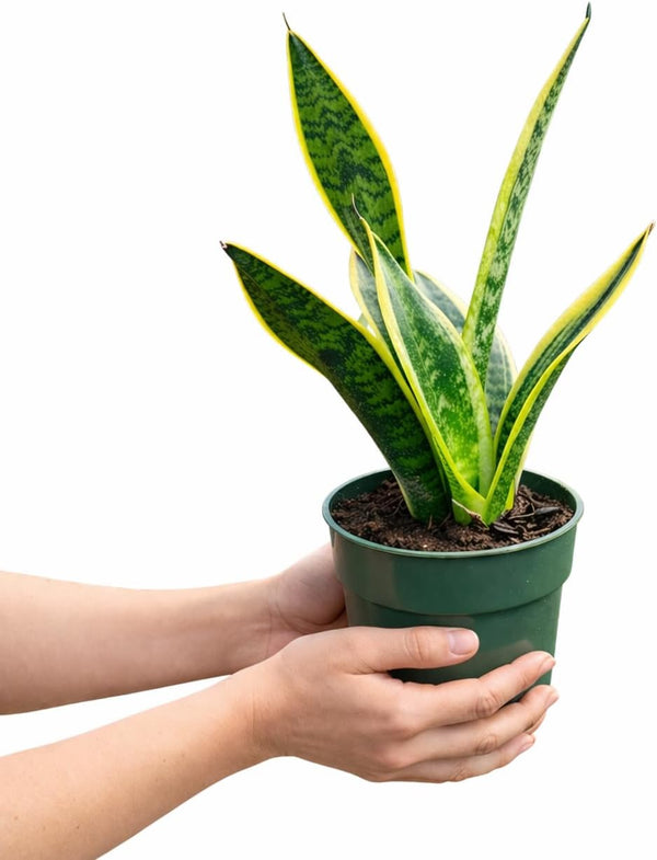 NYGardenia 4 Inch Pot Snake Plant Live, Sansevieria with Yellow-Edged Green Variegated Leaves