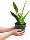 NYGardenia 4 Inch Pot Snake Plant Live, Sansevieria with Yellow-Edged Green Variegated Leaves