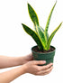 NYGardenia 4 Inch Pot Snake Plant Live, Sansevieria with Yellow-Edged Green Variegated Leaves