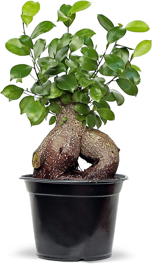 Live Ginseng Ficus, Ficus Retusa, Taiwan Ficus, Banyan Fig, Bonsai Houseplant, Birthday