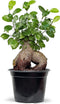 Live Ginseng Ficus, Ficus Retusa, Taiwan Ficus, Banyan Fig, Bonsai Houseplant, Birthday