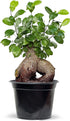 Live Ginseng Ficus, Ficus Retusa, Taiwan Ficus, Banyan Fig, Bonsai Houseplant, Birthday