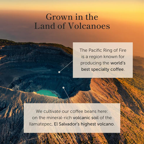 (16 oz) Bean of Fire El Salvador Pacamara Honey Ground Coffee Medium Roast, Single Origin Specialty, Creamy & Nutty Cup