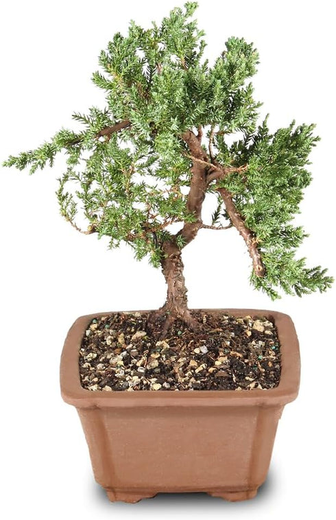 Brussel's Bonsai - Live Green Mound Juniper Bonsai Tree, Outdoor Bonsai Tree Live Plant, Medium Bonsai for Patio Garden