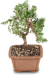Brussel's Bonsai - Live Green Mound Juniper Bonsai Tree, Outdoor Bonsai Tree Live Plant, Medium Bonsai for Patio Garden