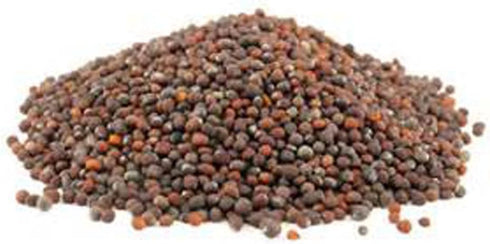 4 oz Packed Broccoli Seeds for Sprouting Microgreens, Bag,A superfood with antioxidants and Health-Promoting nutrients.