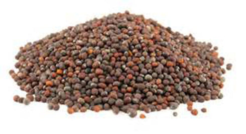 8 oz packed Broccoli Seeds for Sprouting Microgreens, Bag,A superfood with antioxidants and health-promoting nutrients.
