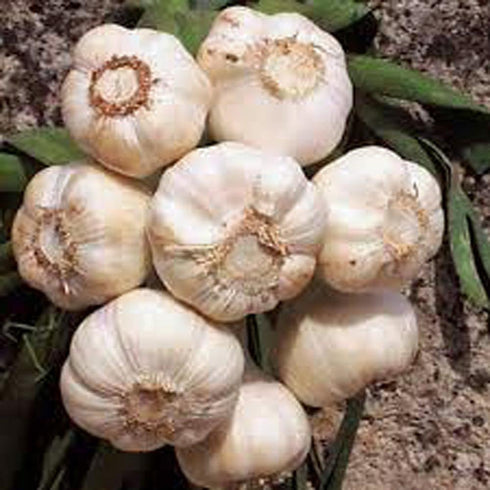 GARLIC BULB (2 Pounds), FRESH CALIFORNIA SOFTNECK GARLIC BULB FOR PLANTING, EATING