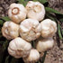 GARLIC BULB (2 Pounds), FRESH CALIFORNIA SOFTNECK GARLIC BULB FOR PLANTING, EATING