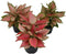 Live 6 Inch Aglaonema 3-Pack Chinese Evergreen, Lucky Plant Growers Choice of