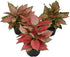 Live 6 Inch Aglaonema 3-Pack Chinese Evergreen, Lucky Plant Growers Choice of