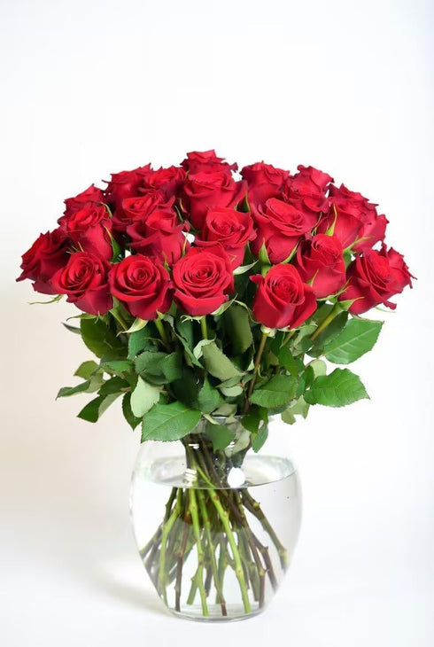 Cassiolina (24) Fresh Cut Freedom Red Roses Bouquet, Premium Long Stem Red Roses, Fresh Cut Roses for Valentines Day