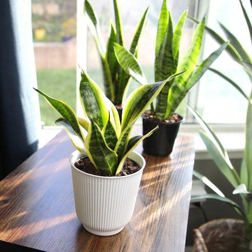 generic (1 Live Variegated Snake Plant Fully Rooted Sansevieria Superba, Low Light Tolerant, Air Purifying, Easy Care