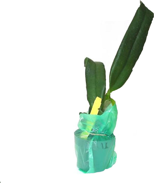 Discount Hawaiian Gifts 2" HAWAIIAN CATTLEYA ORCHID PLANT POT ~ GROW HAWAII