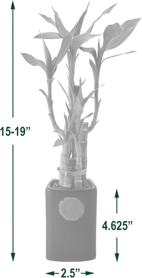 Arcadia Garden Products 5-Stem Lucky Bamboo, Live Indoor Plant in Contour II Ceramic Planter for Home, Work, or Gift
