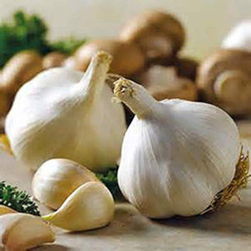 Fresh Himalayas Organic Garlic 15 Bulbs Grew ON HIGH Altitude Fresh Himalayan Garlic Bulb