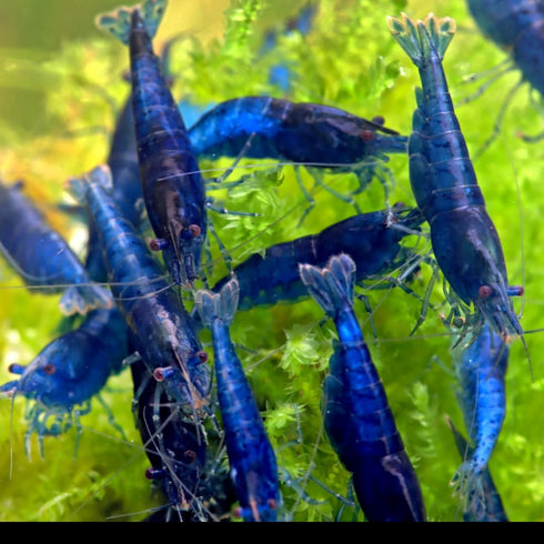 Swimming (20, Creatures Freshwater Aquarium Shrimp - A Perfect Combo to Brighten Your Aquarium! PREMIUM BLUE DIAMOND)