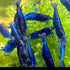 Swimming (20, Creatures Freshwater Aquarium Shrimp - A Perfect Combo to Brighten Your Aquarium! PREMIUM BLUE DIAMOND)
