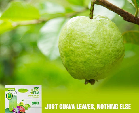 100% (120 GuavaDNA Guava Leaf Tea Individually Wrapped Teabags by MATCHA DNA | Pure Guava Leaves, Nothing Else Added