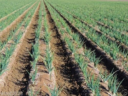 20" Japanese Bunching Onion "Ishikura Improve" stems up to long