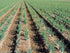 20" Japanese Bunching Onion "Ishikura Improve" stems up to long