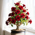 QYTGVSZ (3) Desert Rose Succulent with Vivid Trumpet Drought-Tolerant Caudex Ideal for Windowsills, Desktops & Indoor