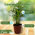 2 inch Set 3 BubbleBlooms Neanthe Bella Palm of Chamaedorea elegans Bamboo Parlour Palm Tiny Mini Pixie Plants