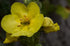 100% Dried Mullein Flowers (Verbascum thapsus), Net Weight: 0.52oz / 15g, Soothing Tea with Many Benefits