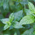 2.8 oz, GranAroma Dried Spearmint Leaves, Refreshing & Aromatic, Drinks & Teas, Crisp Herb