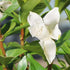 4 6-8 Inches Brussel's Bonsai - Live Gardenia Bonsai Tree, Outdoor Bonsai Plant in Grower Pot, Years Old, Tall, Easy