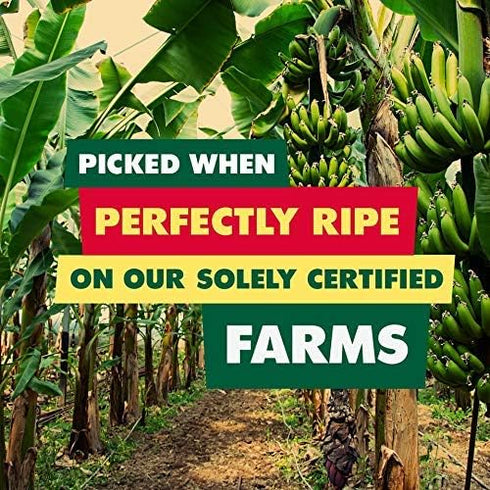 SOLELY Organic Dried Mango Strips - 2.8 oz Resealable Bags, Pack of 4, Healthy Snacks