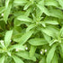 (4 Natural Herbal Live Zero Calorie Sugar Replacement. Stevia Plants. Sweet Leaf, Sugar Leaf, Natural Sugar Substitute