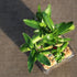 4 14-16 Inches Brussel's Bonsai - Live Lucky Bamboo Plant, Heart Shaped Indoor Bamboo with Red Decorative Rocks