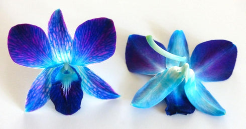 (50 Miami Fresh Orchid Flower OrchidClub USA Sunne Tropical Loose Bloom DIY Lei, food & drink decoration BLUE)