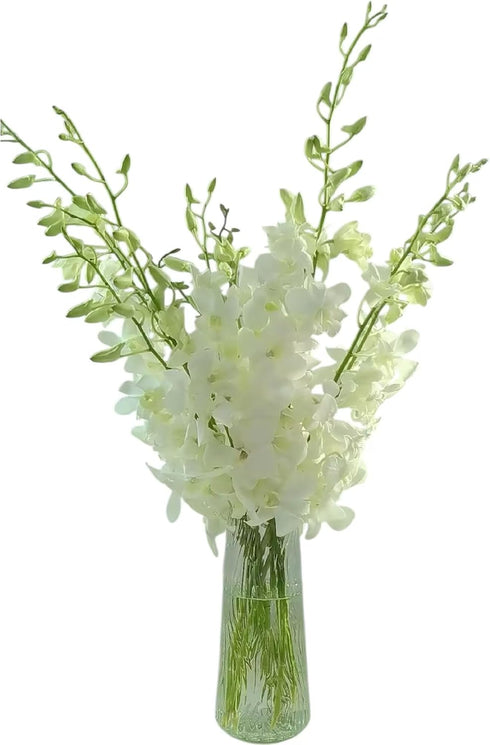20 Elegant Stems of Fresh White Dendrobium Orchids - Perfect for Any Occasion