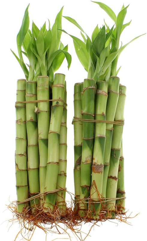 NW Wholesaler - Live Indoor Lucky Bamboo 6 Inch Stalks Bundle of