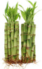 NW Wholesaler - Live Indoor Lucky Bamboo 6 Inch Stalks Bundle of
