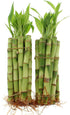 NW Wholesaler - Live Indoor Lucky Bamboo 6 Inch Stalks Bundle of