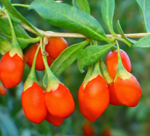 2 Food to Live Organic Goji Berry Juice Powder, Pounds Non-GMO, Kosher, Vegan, Bulk, Contains Maltodextrin