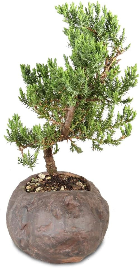 5 6 10 Inches Brussel's Bonsai Live Green Mound Juniper Bonsai Tree - Medium, Year, to - Outdoor Bonsai Tree Live