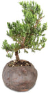 5 6 10 Inches Brussel's Bonsai Live Green Mound Juniper Bonsai Tree - Medium, Year, to - Outdoor Bonsai Tree Live