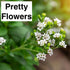 (4 Natural Herbal Live Zero Calorie Sugar Replacement. Stevia Plants. Sweet Leaf, Sugar Leaf, Natural Sugar Substitute