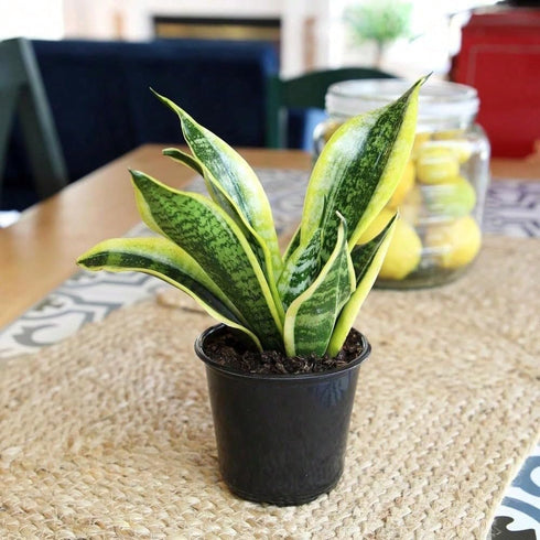 generic (1 Live Variegated Snake Plant Fully Rooted Sansevieria Superba, Low Light Tolerant, Air Purifying, Easy Care